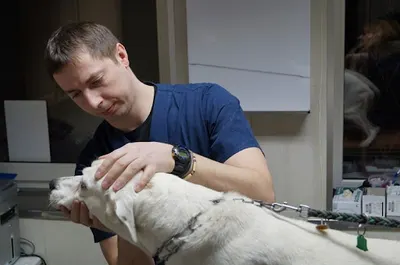 Przychodnia dla Zwierząt Andrzej Lisowski, ul. Żwirowa 9a, 66-400 Gorzów Wielkopolski